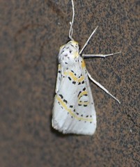 Philtraea paucimacula