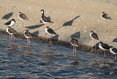 Himantopus mexicanus