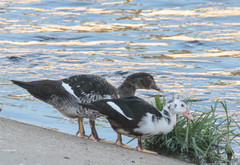 Cairina moschata domestica