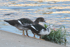 Cairina moschata domestica