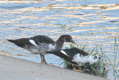 Cairina moschata domestica