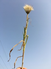 Tragopogon coelesyriacus