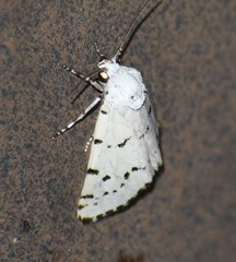 Grotella binda