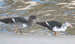 Cairina moschata domestica