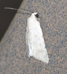 Leucocnemis perfundis