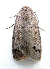 Anorthodes triquetra