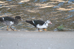 Cairina moschata domestica