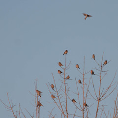 Haemorhous mexicanus