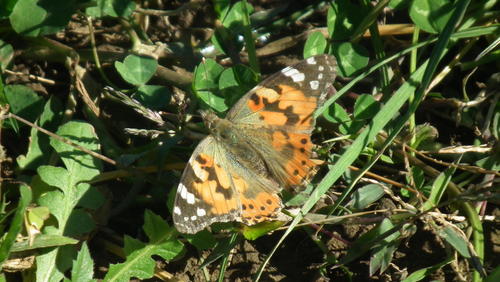 Painted Lady