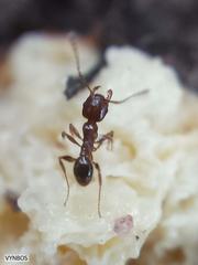 Pheidole capensis