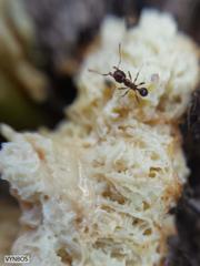 Pheidole capensis