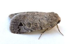 Anorthodes triquetra