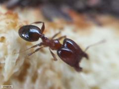 Pheidole capensis