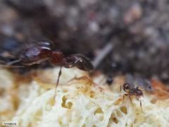 Pheidole capensis