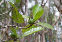 Gardenia oudiepe