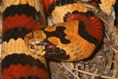 Lampropeltis leonis