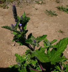 Verbena lasiostachys
