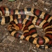 Lampropeltis leonis - Photo (c) Diana-Terry Hibbitts, algunos derechos reservados (CC BY-NC), uploaded by Diana-Terry Hibbitts