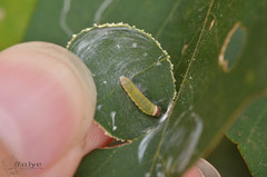 Mooreana trichoneura