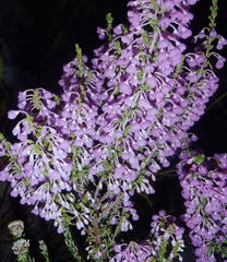 Erica newdigatei