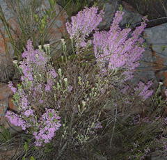 Erica newdigatei