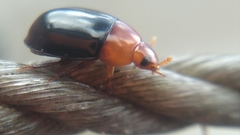 Dactylosternum dytiscoides