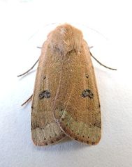 Dichagyris triphaenoides