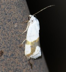 Ponometia dorneri