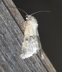 Properigea continens