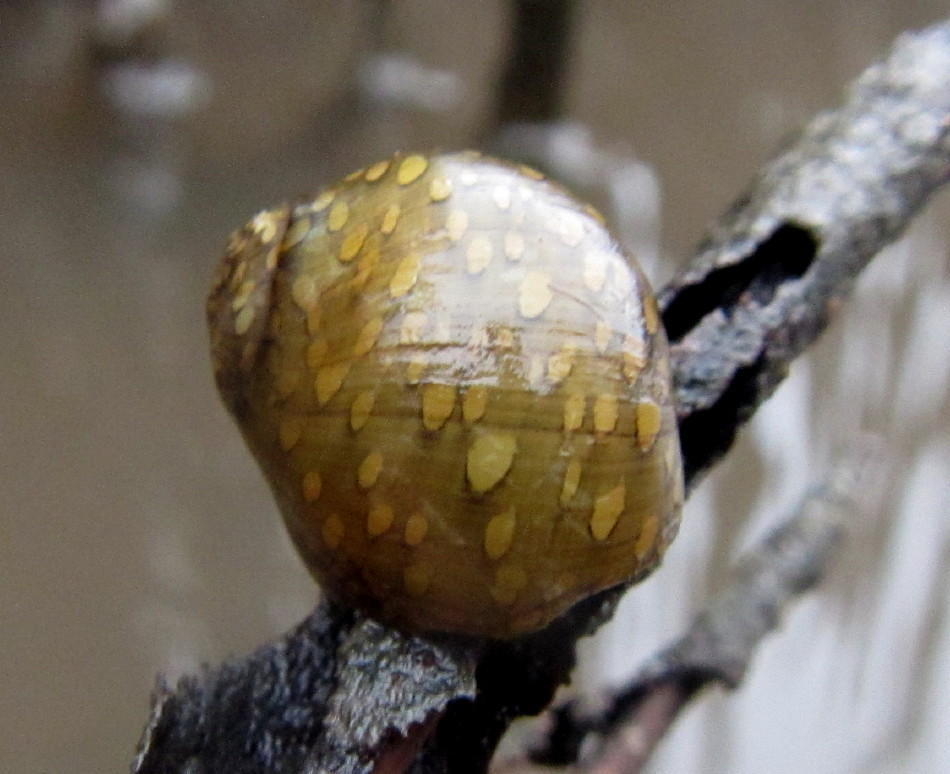 Escargot neritina (nérite zébrée) (Neritina natalensis)