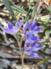Thelymitra alcockiae