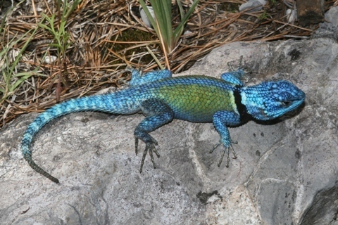 Minor Lizard