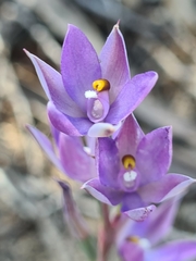 Thelymitra alcockiae