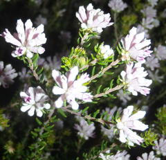 Phylica lachneaeoides