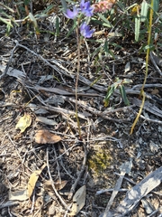 Thelymitra alcockiae