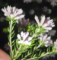 Phylica lachneaeoides