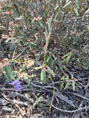 Thelymitra alcockiae