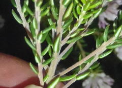 Phylica lachneaeoides