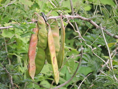 Painteria leptophylla