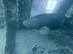 Epinephelus lanceolatus