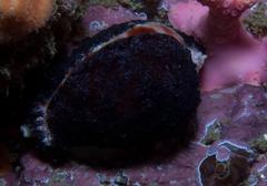 Cypraeovula coronata