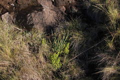 Carex clavata