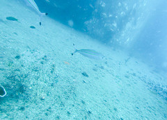 Pterocaesio digramma