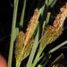 Carex clavata - Photo (c) Tony Rebelo,  זכויות יוצרים חלקיות (CC BY-SA), uploaded by Tony Rebelo