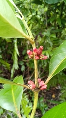 Chapelieria madagascariensis image