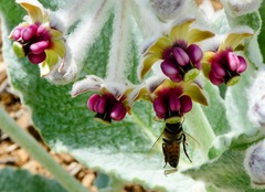 Asclepias californica californica