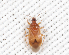 Amphiareus obscuriceps