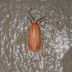 Hypoprepia miniata