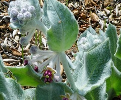 Asclepias californica californica