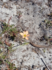 Moraea minor